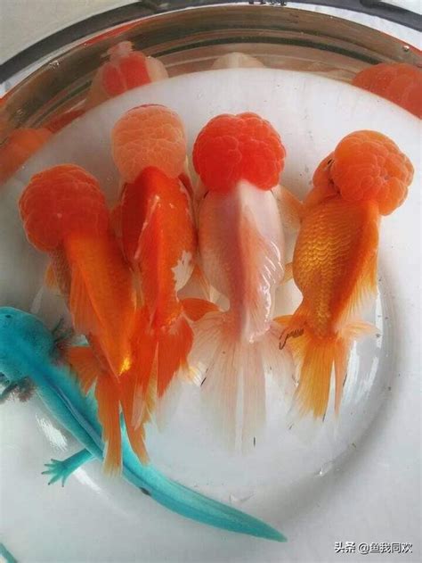 養三條金魚|養魚：養金魚的數量不同，代表風水也不同！